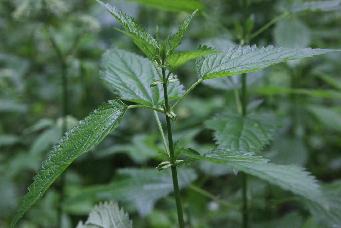 Image of Urtica dioica specimen.