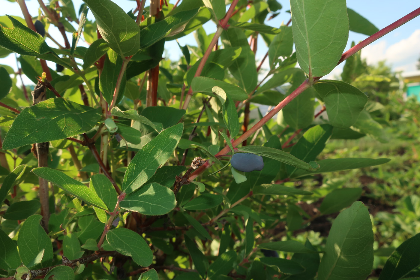 Image of genus Lonicera specimen.