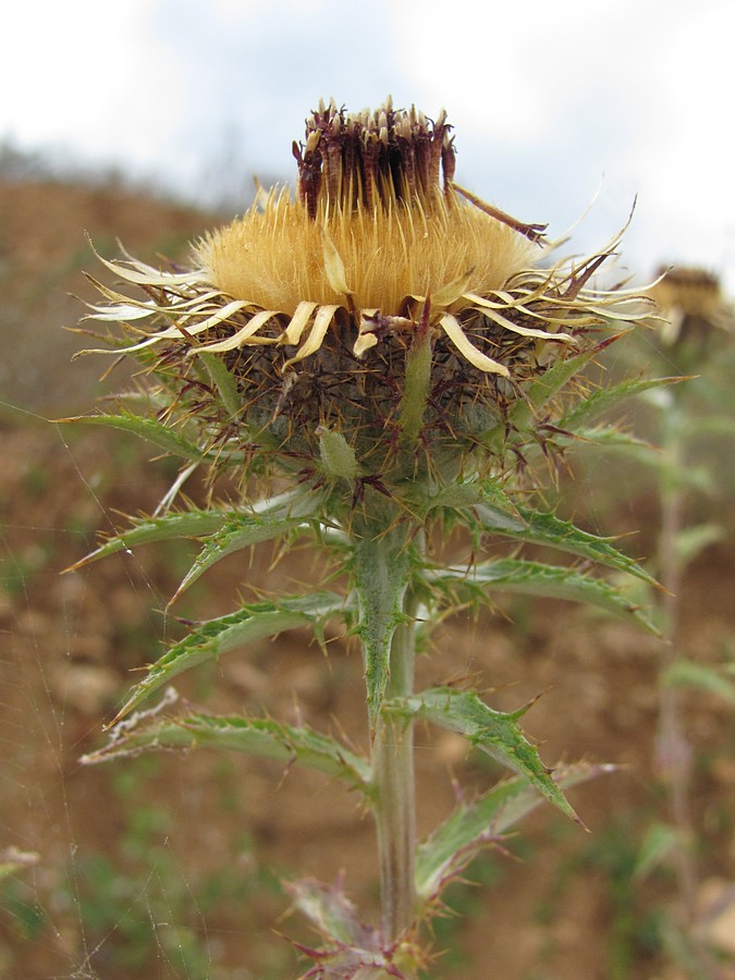 Изображение особи Carlina vulgaris.