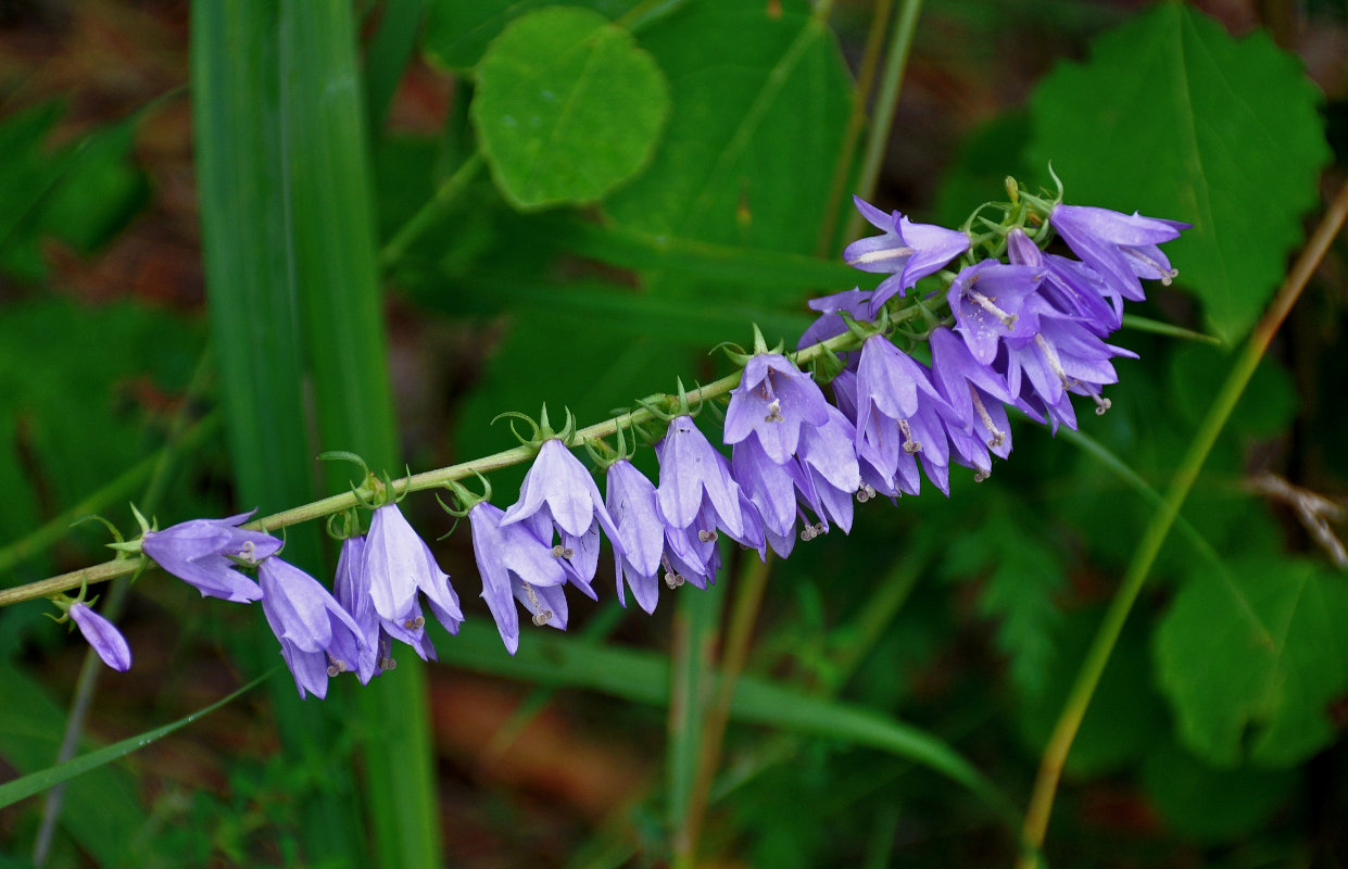 Image of Campanula rapunculoides specimen.