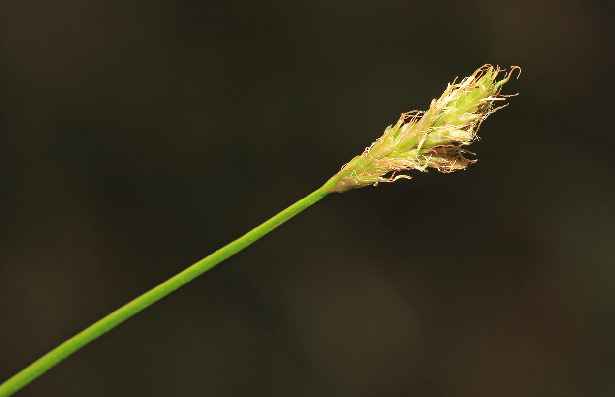 Image of Carex iljinii specimen.