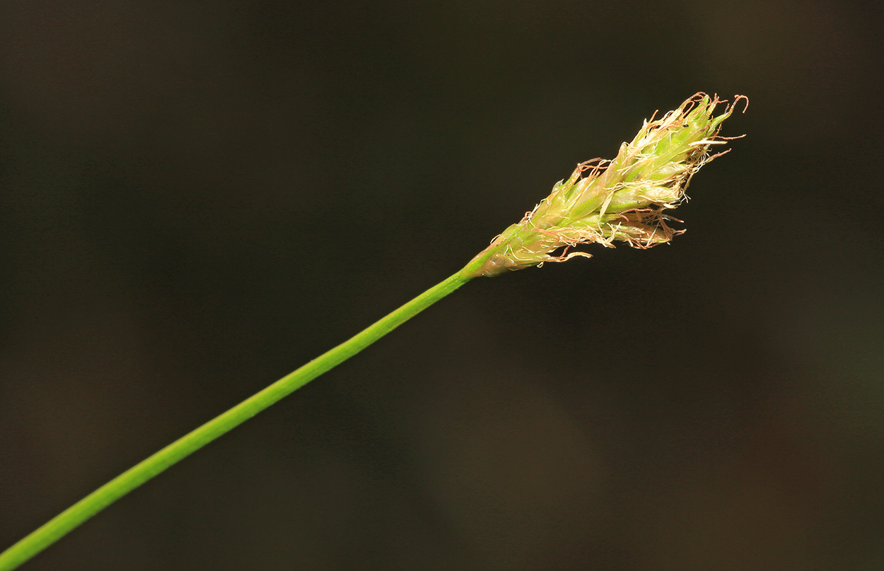 Изображение особи Carex iljinii.