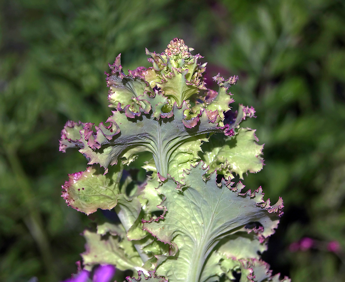 Изображение особи Lactuca sativa.