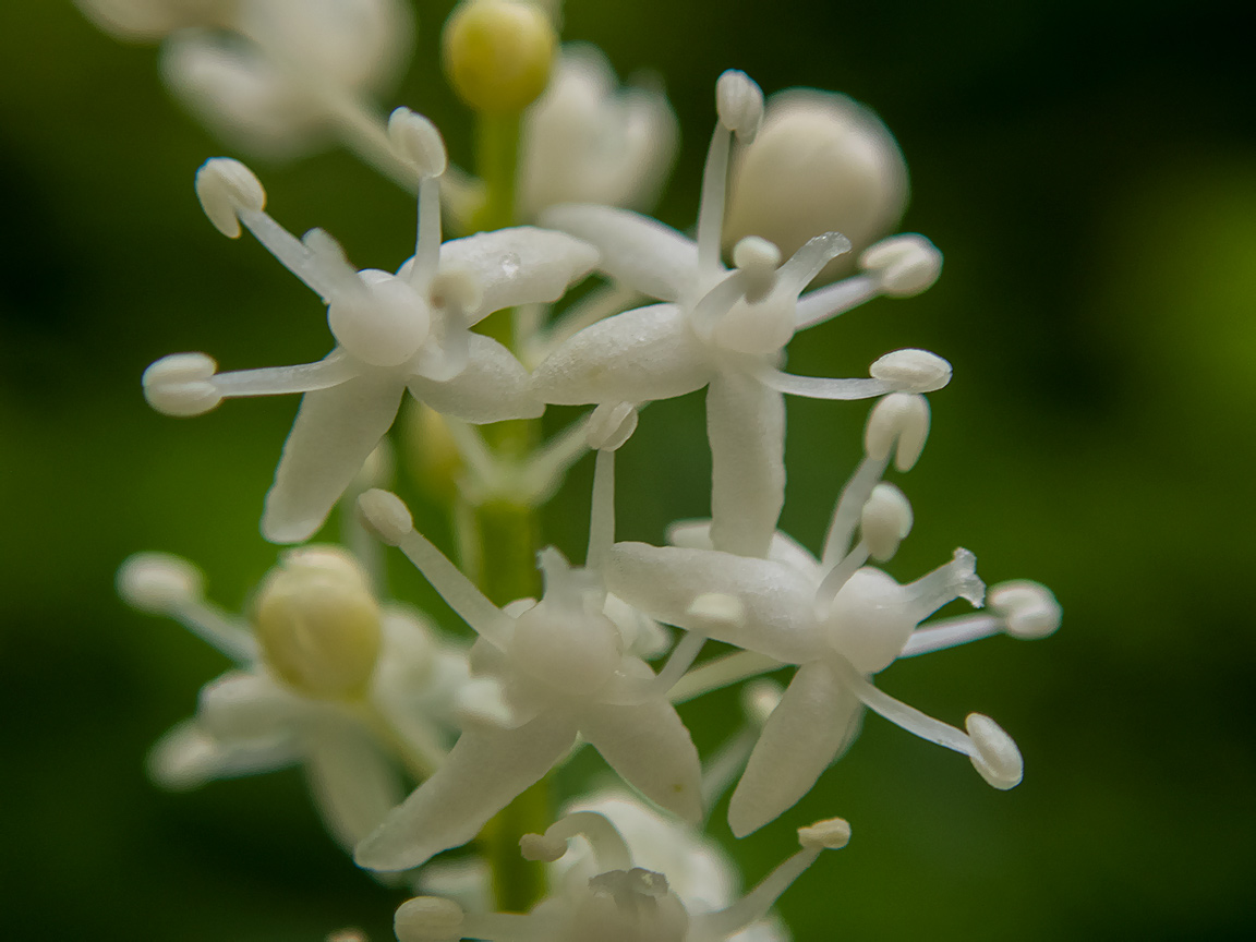 Изображение особи Maianthemum bifolium.