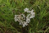 Achillea ptarmica. Соцветие. Костромская обл., окр. Кологрива, правый берег р. Унжа, Костромская пойма, луг. 27 августа 2020 г.