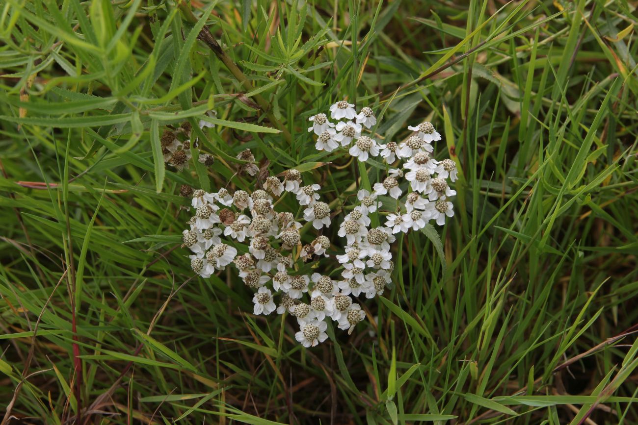 Изображение особи Achillea ptarmica.