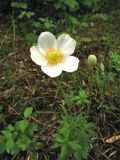 Anemone sylvestris. Цветущее и плодоносящее растение. Украина, Львовская обл., Золочевский р-н, луговой склон. 11 мая 2008 г.