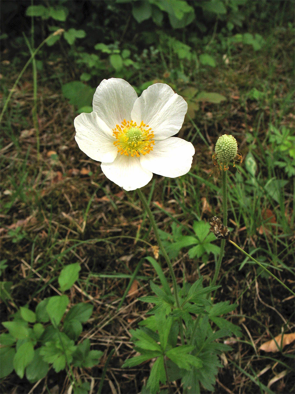 Image of Anemone sylvestris specimen.