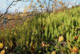 Lycopodium annotinum