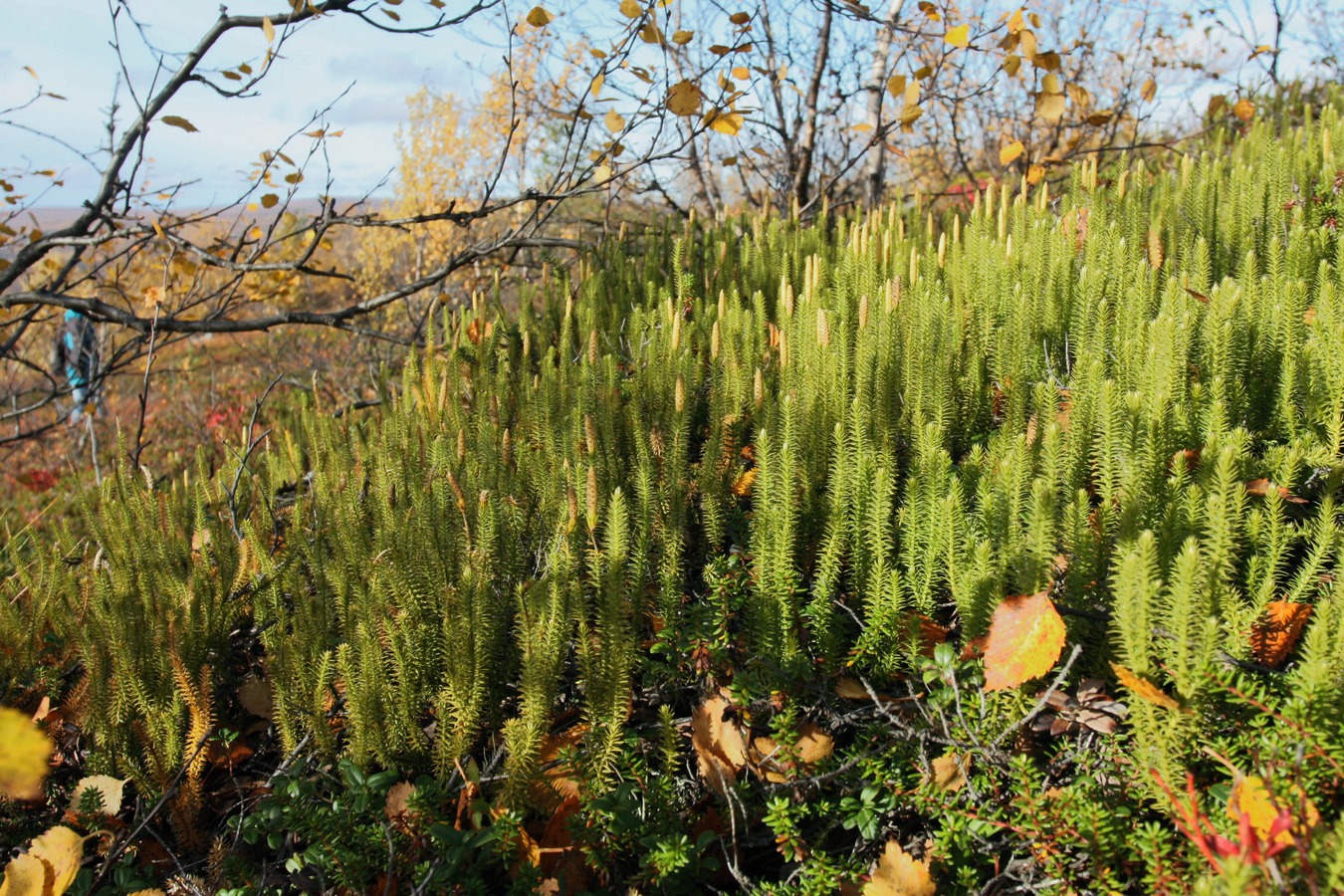 Изображение особи Lycopodium annotinum.