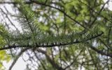 Larix laricina