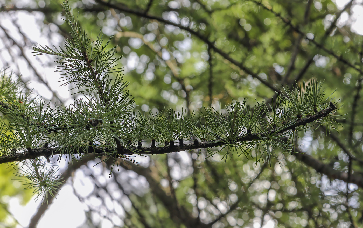 Image of Larix laricina specimen.