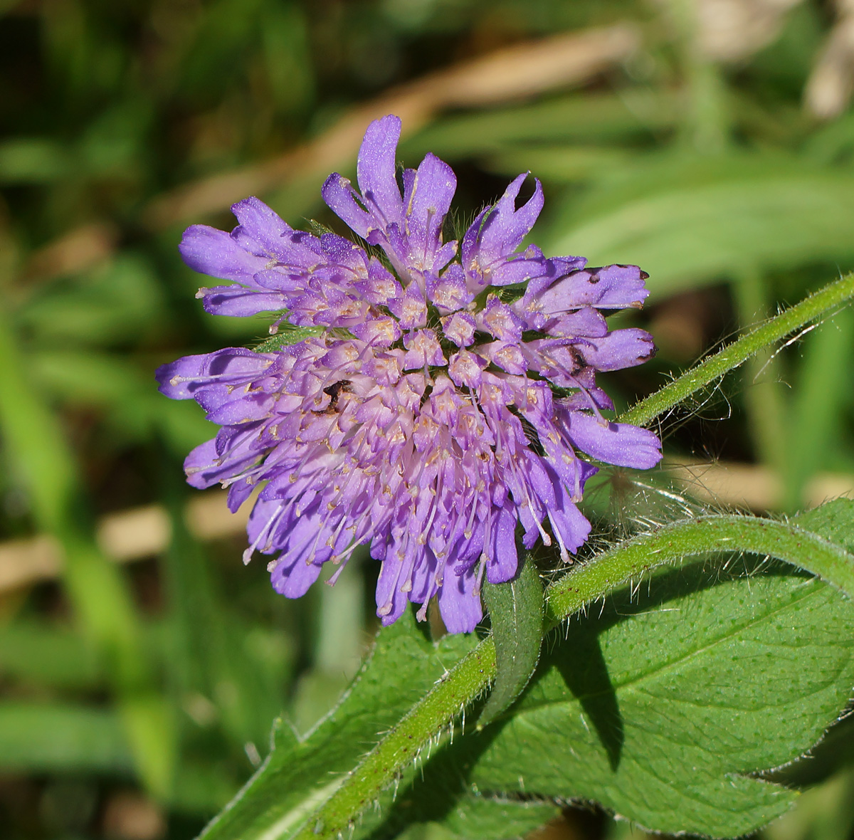 Image of Knautia arvensis specimen.