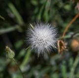 Sonchus tenerrimus