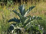 Onopordum acanthium