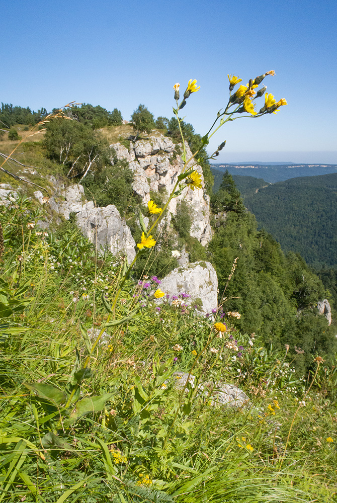 Image of Hieracium hypoglaucum specimen.