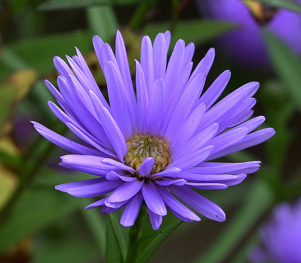 Изображение особи Symphyotrichum &times; versicolor.