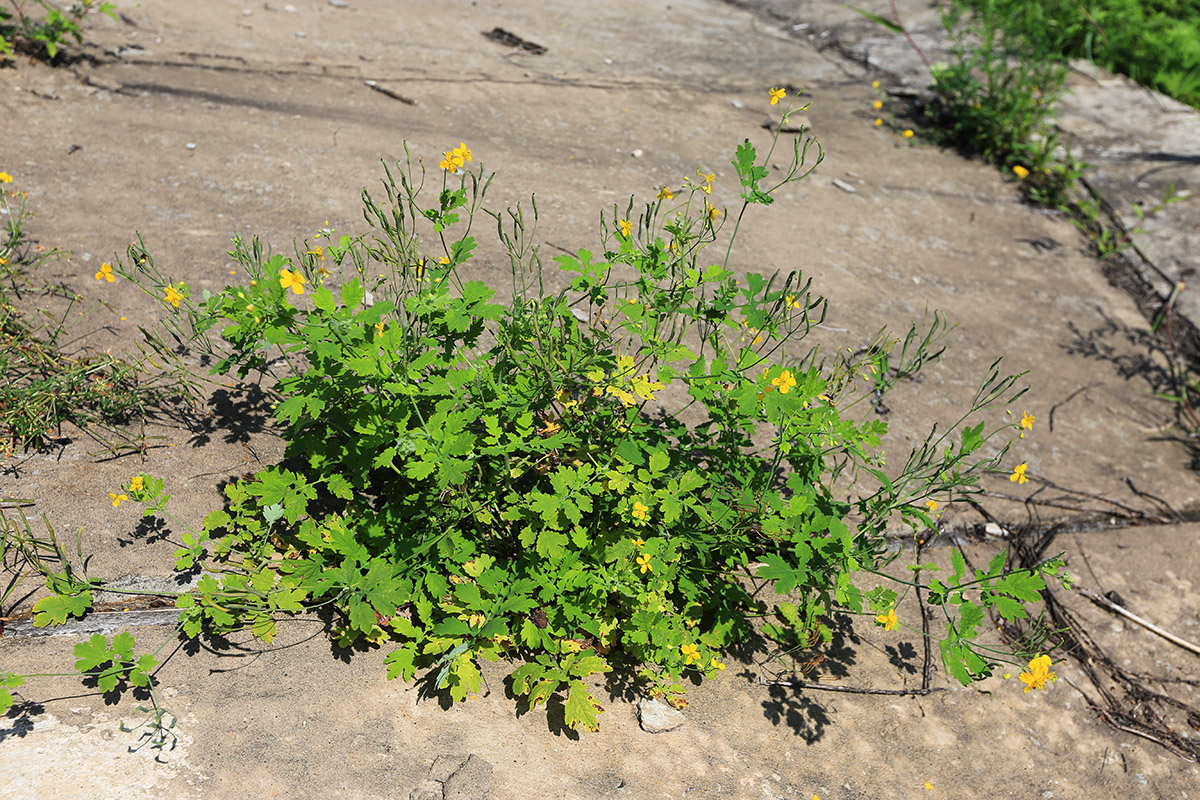 Изображение особи Chelidonium asiaticum.