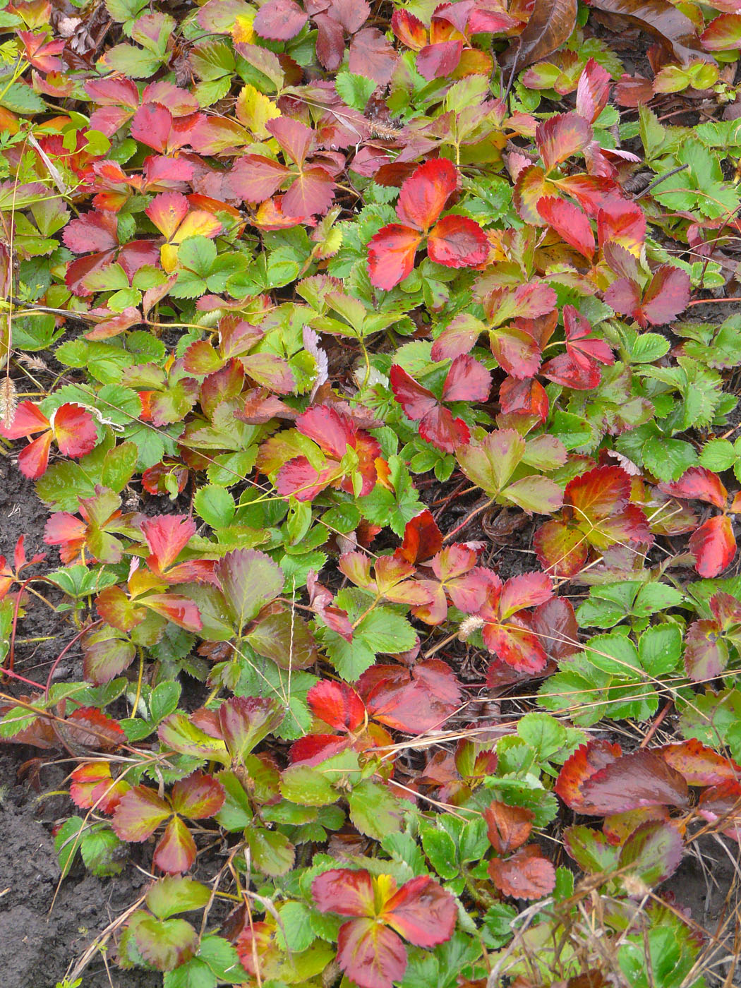Image of Fragaria × ananassa specimen.