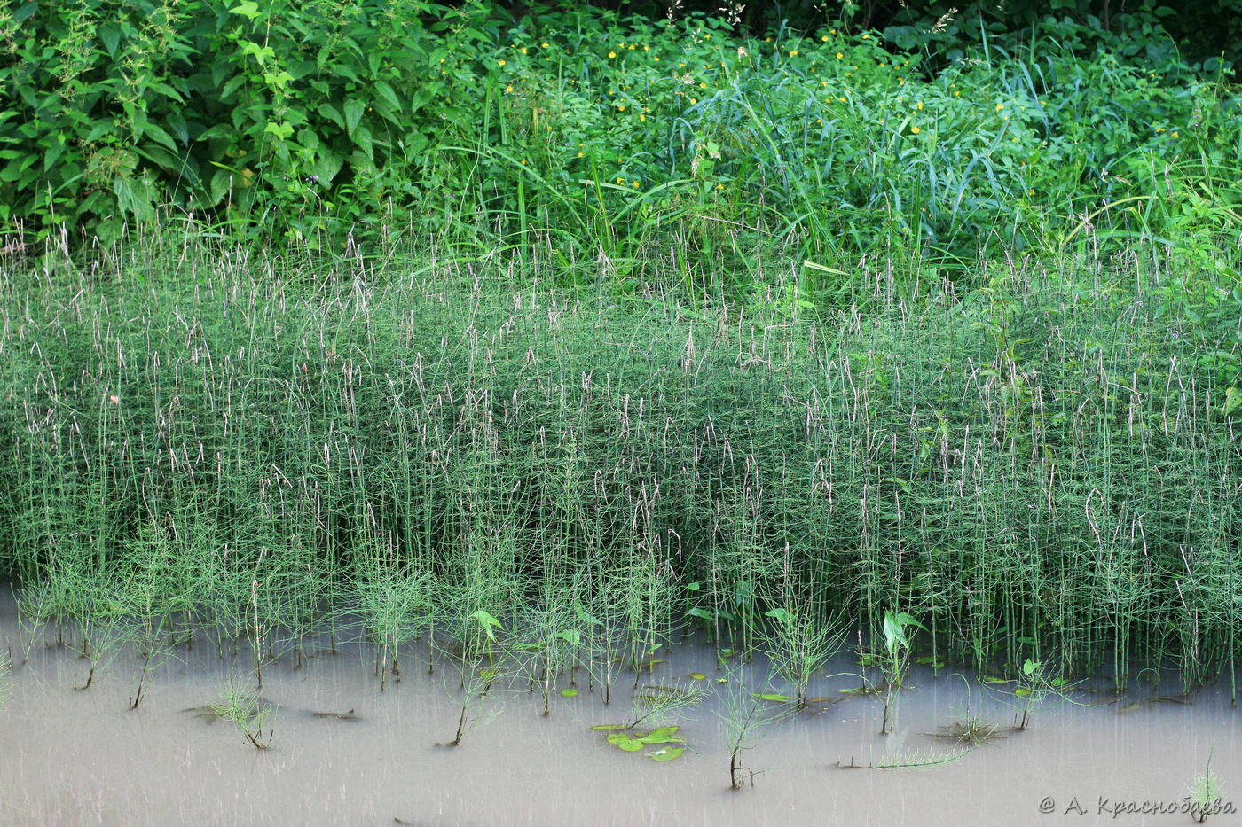 Изображение особи Equisetum fluviatile.