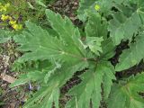Heracleum leskovii