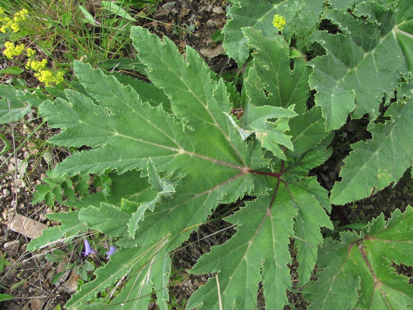 Изображение особи Heracleum leskovii.