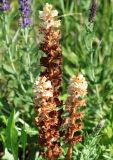 Orobanche alba. Отцветающие растения. Краснодарский край, окр. г. Тихорецк, суходольный луг. 02.06.2019.