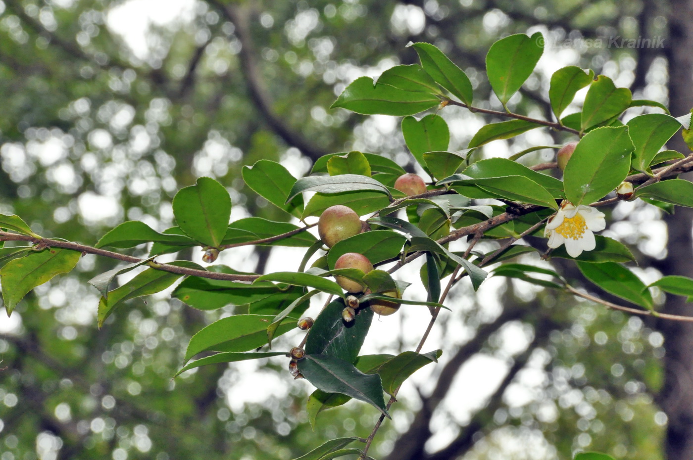 Image of genus Camellia specimen.