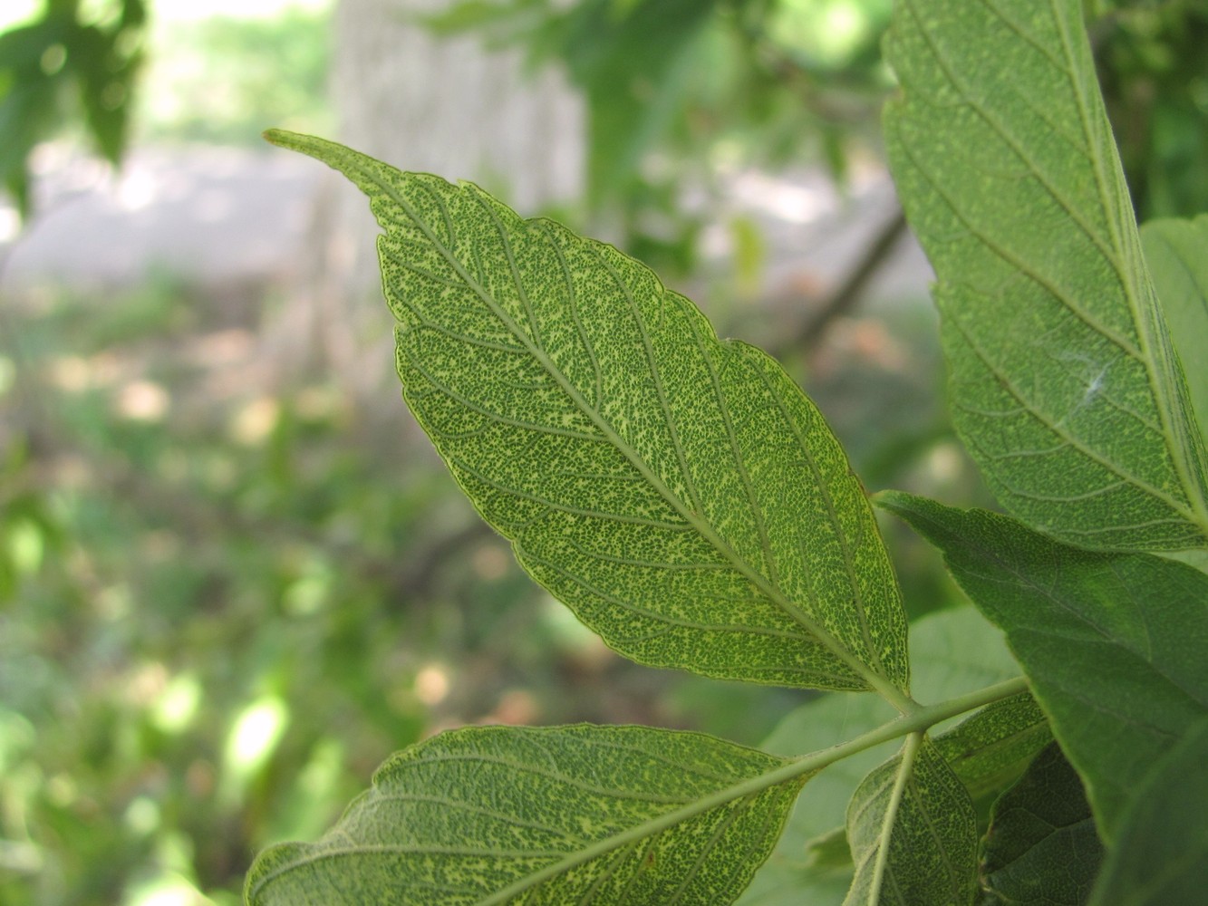 Image of Acer negundo specimen.