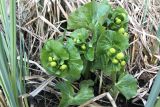 Caltha palustris