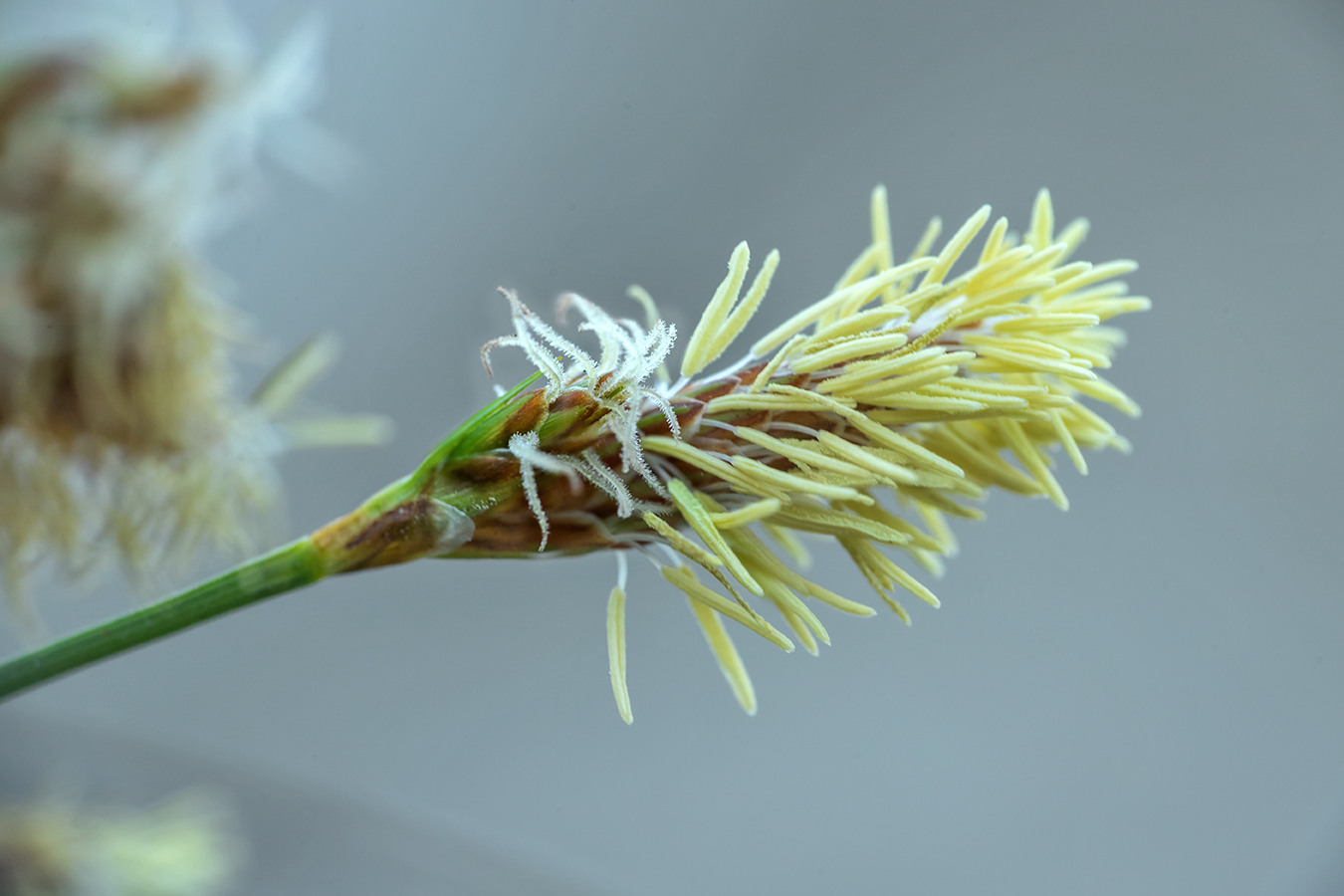 Изображение особи Carex halleriana.