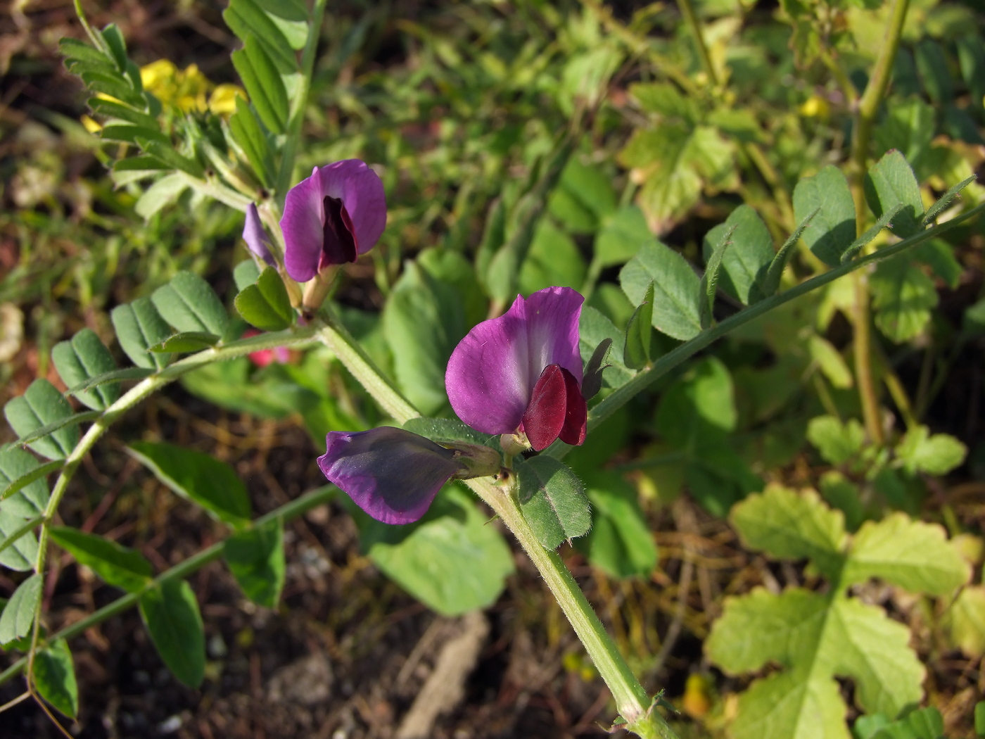 Image of Vicia sativa specimen.