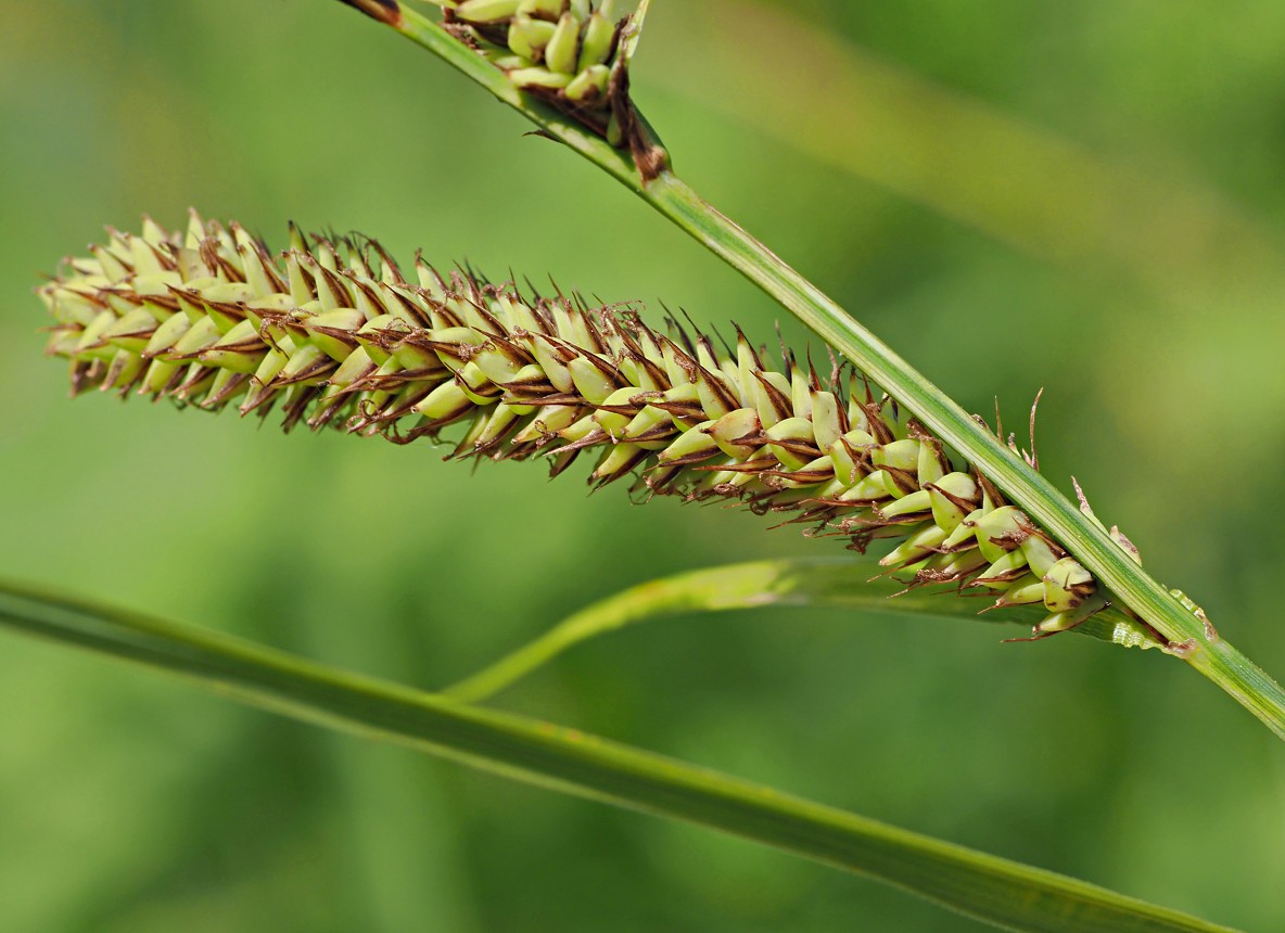 Изображение особи Carex acutiformis.