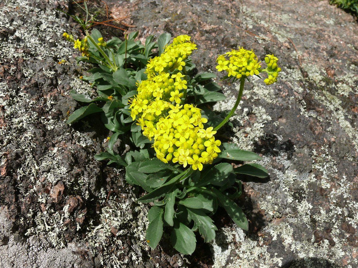 Изображение особи Patrinia sibirica.