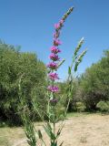 Lythrum salicaria