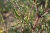 Crepis foetida. Часть веточки. Краснодарский край, Ейский п-ов, коса Долгая, литоральная полоса, на ракушечном субстрате. 01.07.2021.