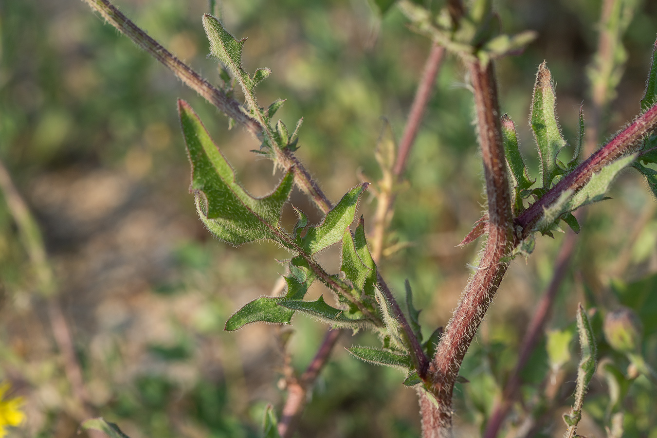 Изображение особи Crepis foetida.