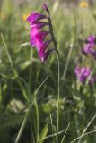 Gladiolus tenuis