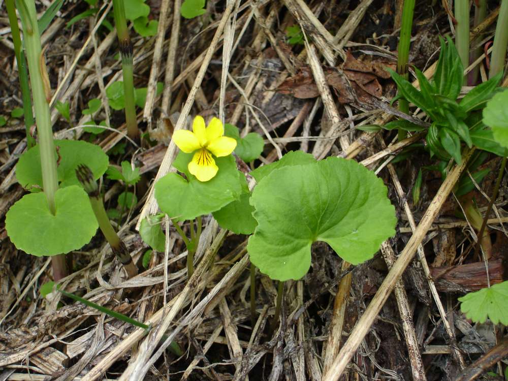 Image of Viola biflora specimen.