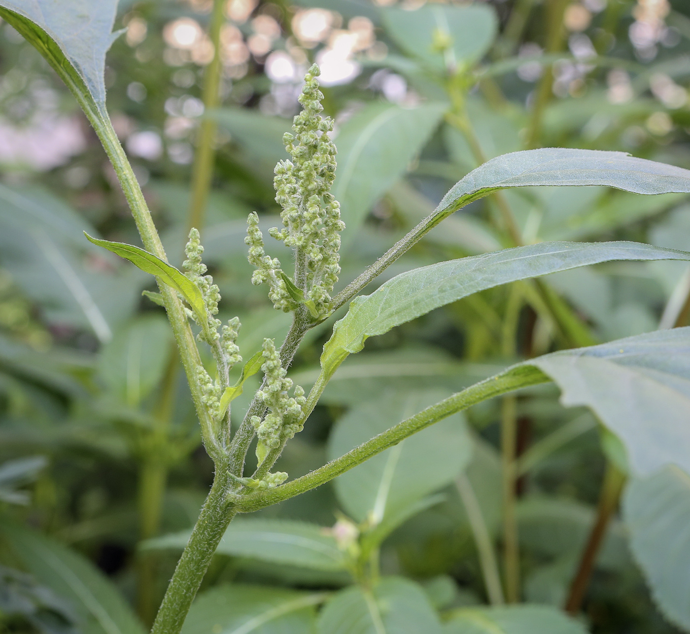 Изображение особи Cyclachaena xanthiifolia.