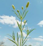 Plantago arenaria. Верхушка побега с соцветиями. Крым, Сакский р-н, с. Штормовое, берег солёного озера. 24.07.2021.