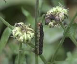 Calendula officinalis