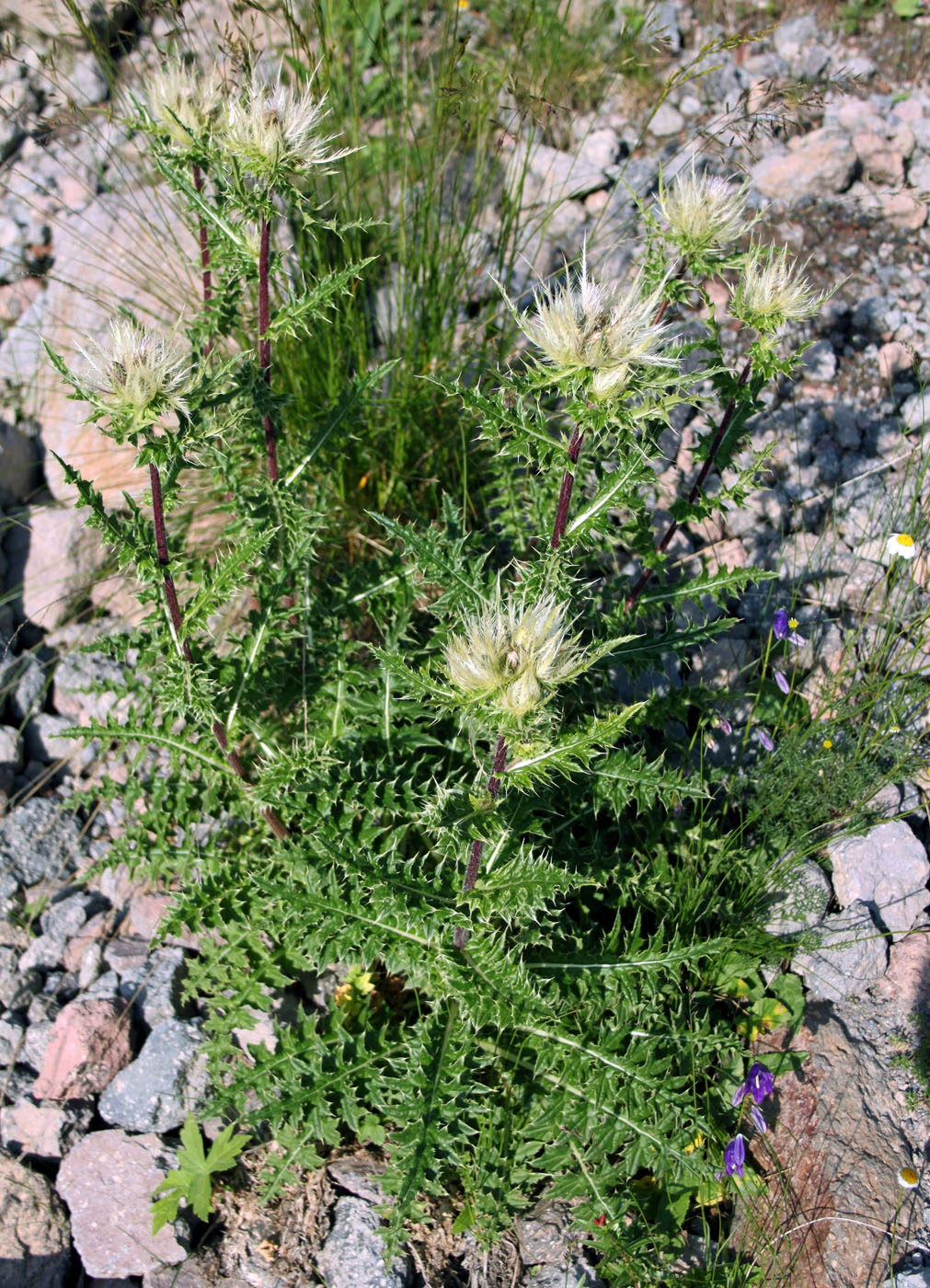 Изображение особи Cirsium obvallatum.