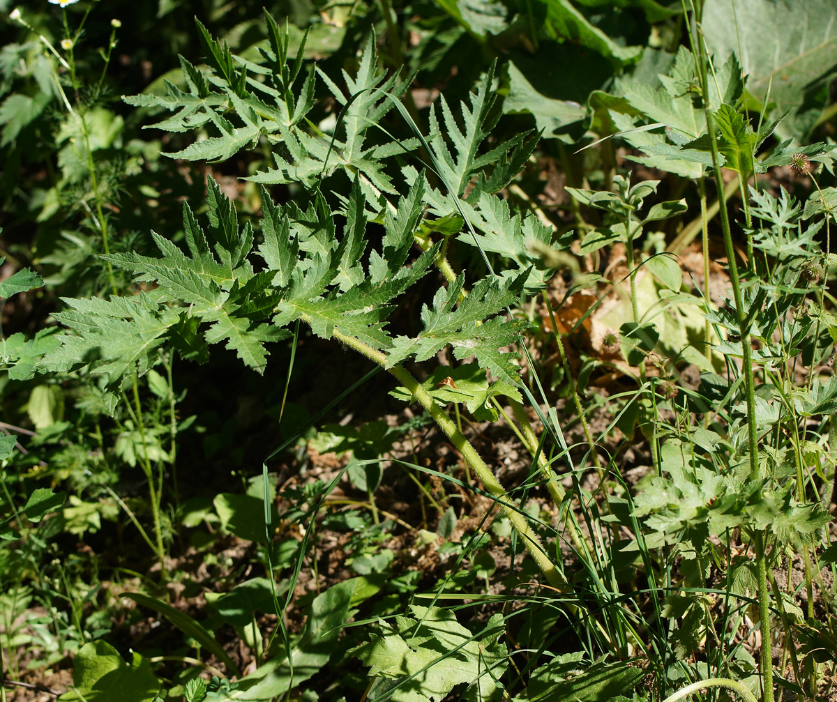 Image of Heracleum sibiricum specimen.