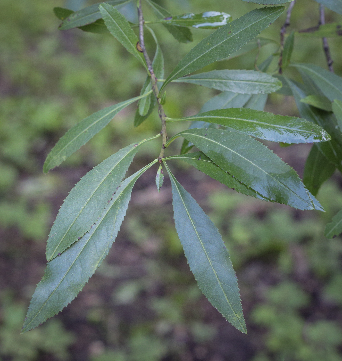 Изображение особи Amygdalus georgica.