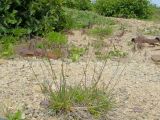 Poa malacantha var. vivipara