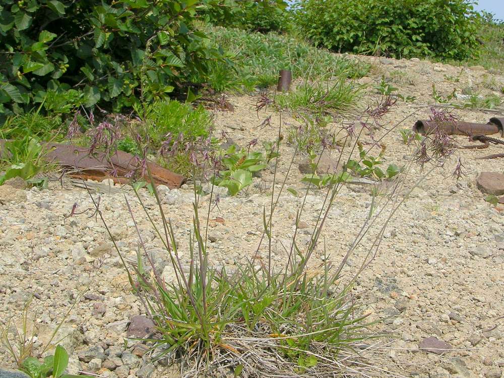 Image of Poa malacantha specimen.