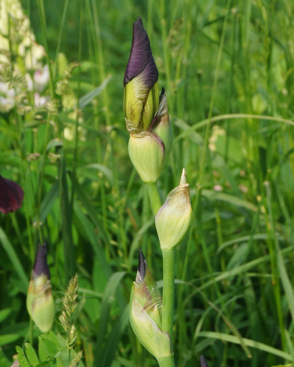 Image of Iris × hybrida specimen.