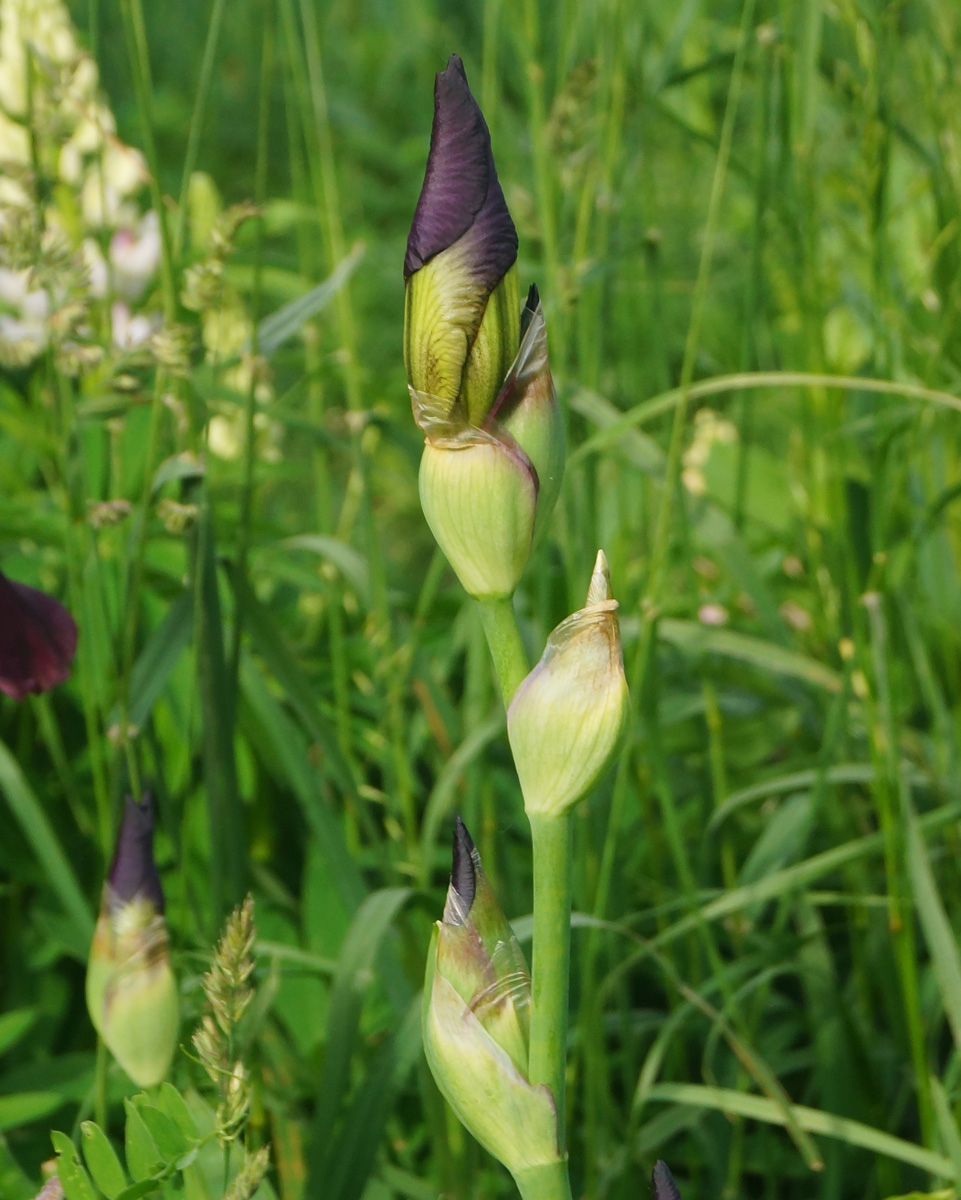 Image of Iris &times; hybrida specimen.