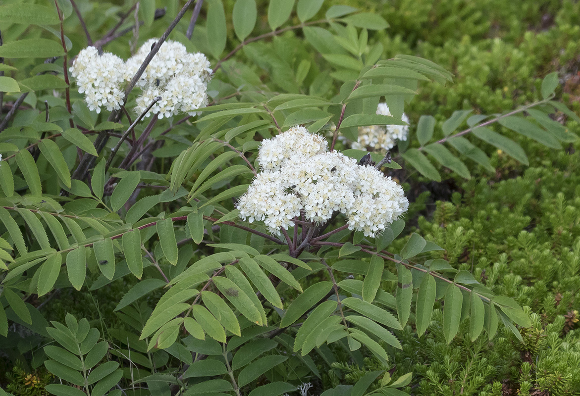 Image of Sorbus aucuparia specimen.